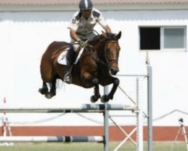 horse Ufana (Spanish Sport Horse, 1999, from Olisco)