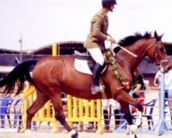 horse Miña (Spanish Sport Horse, 1992, from Conquista AA)