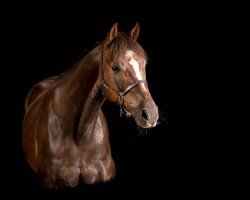 dressage horse Comet 205 (German Riding Pony, 2004, from Contus)