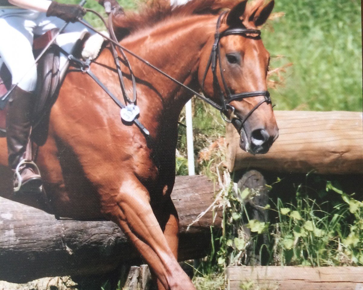 Pferd Water Mills Friend xx (Englisches Vollblut, 1999, von Baba Karam xx)