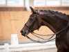 dressage horse Farabelle H (Westphalian, 2013, from Franziskus FRH)