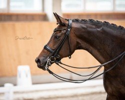 dressage horse Farabelle H (Westphalian, 2013, from Franziskus FRH)