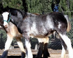 Pferd Willow Way Pepper (Clydesdale, 2015, von Tartan Macleod)