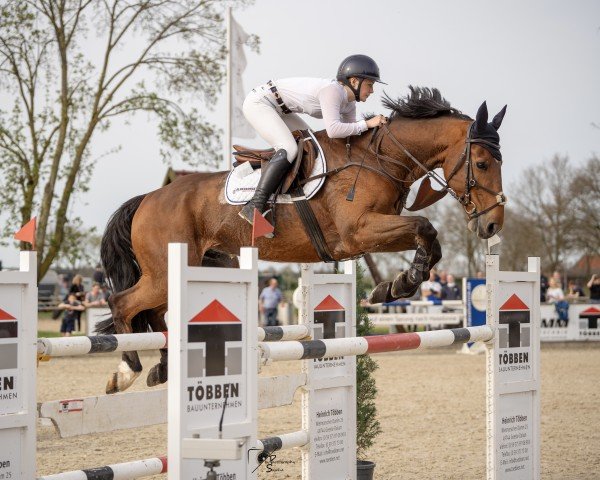 jumper Good Boy (Belgium Sporthorse, 2012, from Vigo d'Arsouilles)