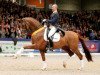 stallion Vivaldi (KWPN (Royal Dutch Sporthorse), 2002, from Krack C)