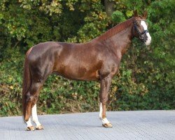 dressage horse Sisley 15 (Westphalian, 2017, from Sir Heinrich OLD)