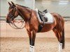 dressage horse Silia 6 (Oldenburg, 2007, from Sunny-Boy)