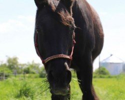 Pferd Donna Roulette (Deutsches Reitpferd,  , von Don Primero)