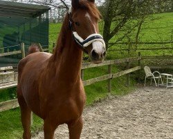 dressage horse Calegari (Westphalian, 2020, from Cupmo)