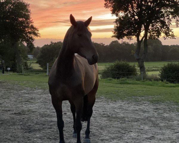 broodmare Karla III (Holsteiner, 2017, from Vincent)