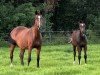 broodmare Winette (Holsteiner, 2006, from Calato)