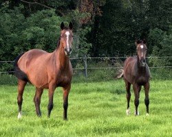 broodmare Winette (Holsteiner, 2006, from Calato)