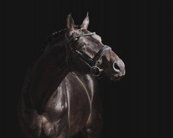 stallion Royal de Malleret (Oldenburg, 2019, from Rubin Royal OLD)