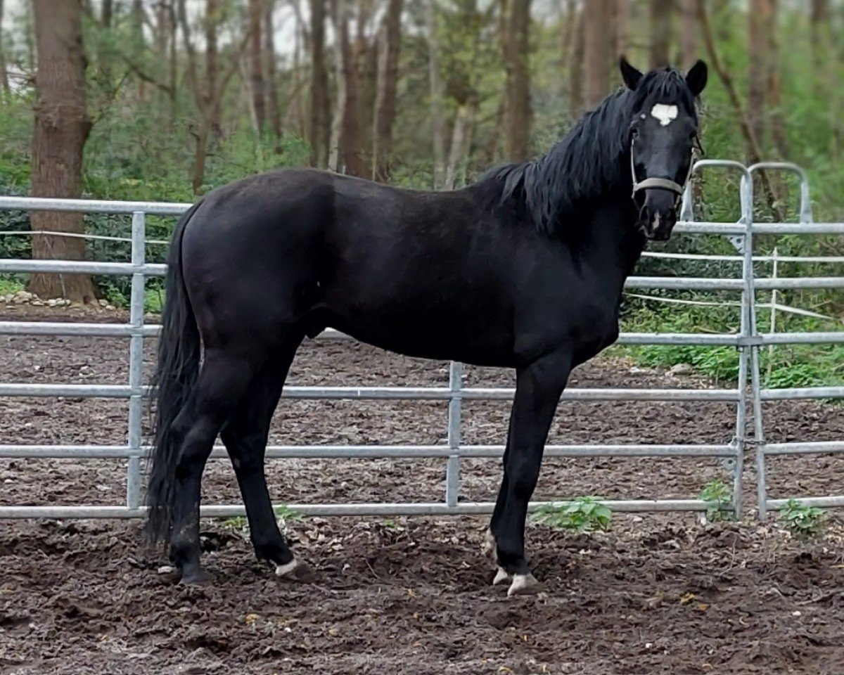 stallion Ewilson (Hanoverian, 2020, from Emilio)