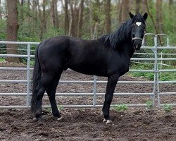 stallion Ewilson (Hanoverian, 2020, from Emilio)