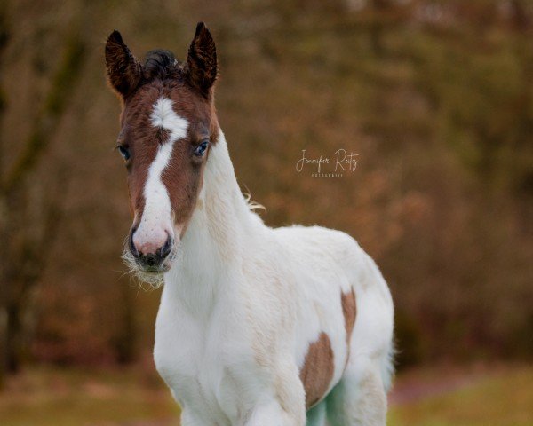 Fohlen von Arya A (Lewitzer, 2024, von Gringo S)