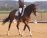 dressage horse Zaunkönig 9 (Bavarian, 2014, from Zirkon 8)