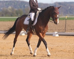 dressage horse Zaunkönig 9 (Bavarian, 2014, from Zirkon 8)