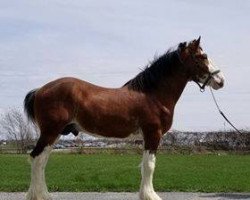 Deckhengst Willow Way Peterwright (Clydesdale, 2015, von Willow Way Kelso)