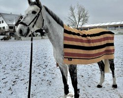 jumper Cooper Blue 2 (German Sport Horse, 2019, from Cachacco Blue)