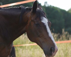 Springpferd Don Juan Hbc (KWPN (Niederländisches Warmblut), 2008, von Cantos)