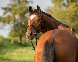 jumper Dublin 196 (German Sport Horse, 2004, from Drakdream)