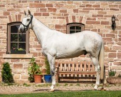 dressage horse Catch Me If You Can 39 (German Sport Horse, 2012, from Conturio)