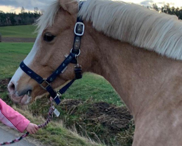 broodmare Chadote¿ (German Riding Pony, 2011, from Centauro's Golden Flashlight)