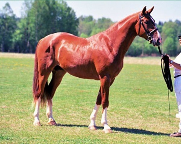 stallion Waltz 87 FIN (Finnish Warmblood, 1994, from Mozart II 79 FIN)