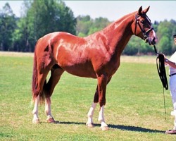 Deckhengst Waltz 87 FIN (Finnisches Warmblut, 1994, von Mozart II 79 FIN)