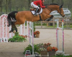 jumper Joker de Velroux (Belgian Warmblood, 2015, from Best of Opus Dei Z)