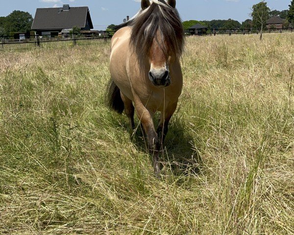 Pferd Njall (Fjordpferd, 2012, von Lyckängs Tempo)