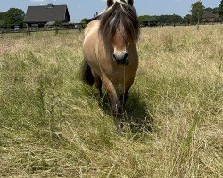 horse Njall (Fjord Horse, 2012, from Lyckängs Tempo)