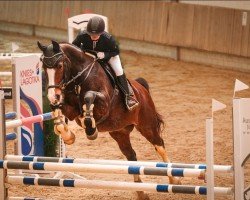 jumper Pessoa's Rubin (Zangersheide riding horse, 2005, from Pessoa VDL)