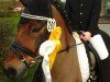 dressage horse Felix (Irish Sport Horse, 2015)