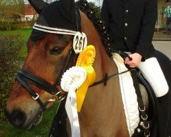 dressage horse Felix (Irish Sport Horse, 2015)