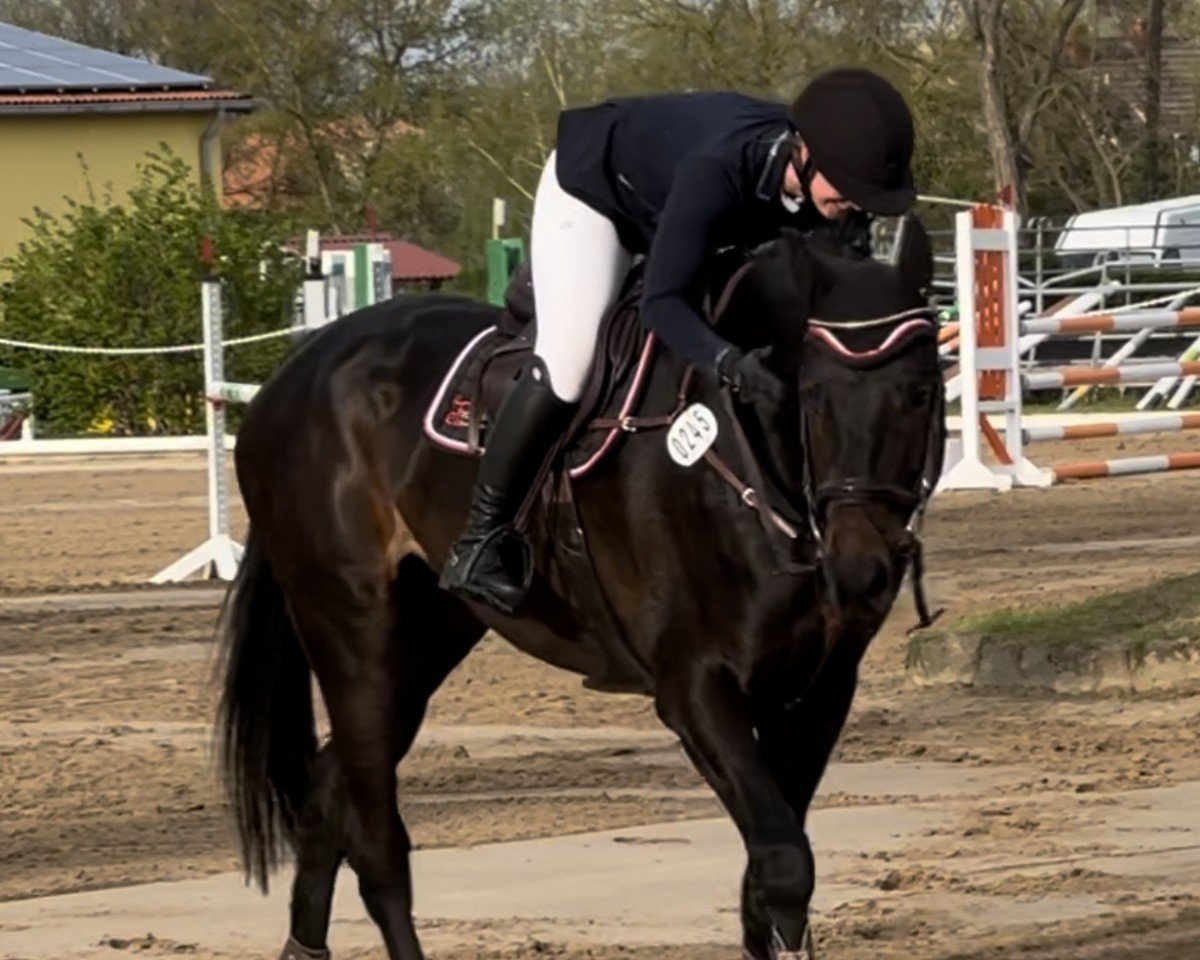 jumper Susanne 56 (German Sport Horse, 2018, from Quitoll)