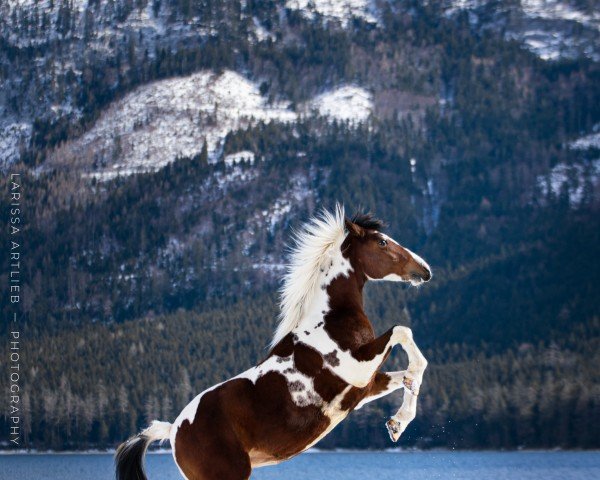 dressage horse Roxy Nw (Pinto / Small Riding Horse, 2007)