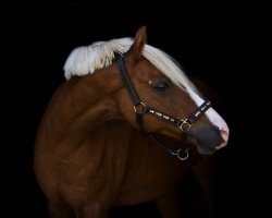 dressage horse Halekin (German Riding Pony, 2008, from Halifax)