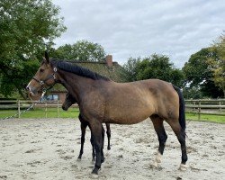 broodmare Lara (Oldenburg, 2018, from Secret)