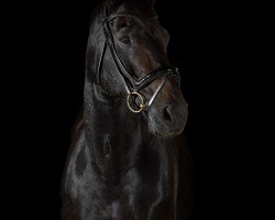 dressage horse Dark Piero (Saxony-Anhaltiner, 2001, from Del Piero)