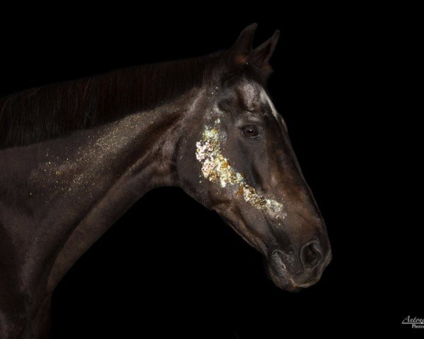 dressage horse Le Petit Prince (Holsteiner, 1995)