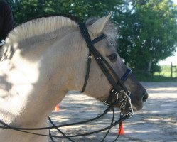 broodmare Tyske Grå (Fjord Horse, 2005, from Taro)