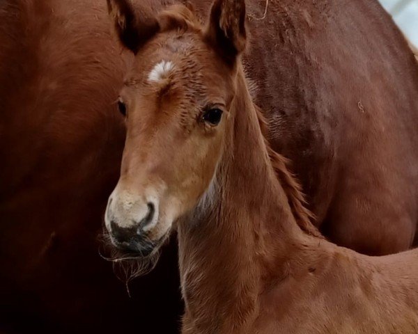 foal by Wacky Peanut (Oldenburg, 2024, from Bon Esprit)