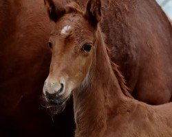 foal by Bonjour ma Belle (Oldenburg, 2024, from Bon Esprit)