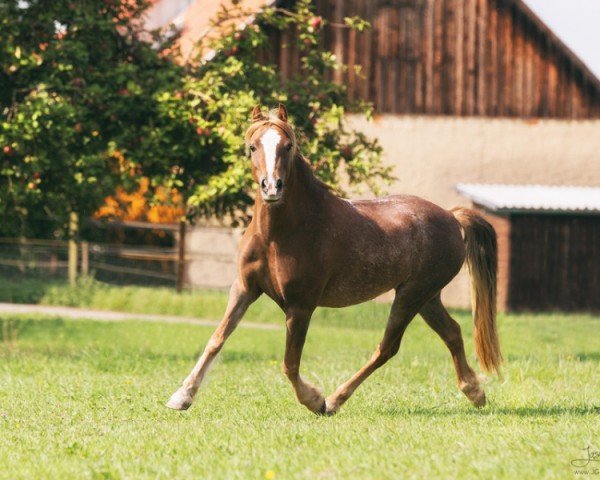 horse Unica Lady Ellie-May (Welsh-Cob (Sek. C), 2011, from Akazienhof Jumping Jack Flash)