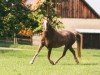 Pferd Unica Lady Ellie-May (Welsh-Cob (Sek. C), 2011, von Akazienhof Jumping Jack Flash)