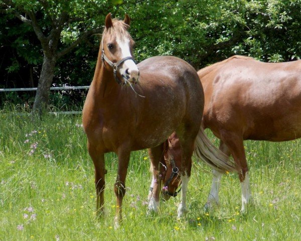 Zuchtstute Tyngwndwn Bossy Boots (Welsh-Cob (Sek. C), 2007, von Nebo Liam)