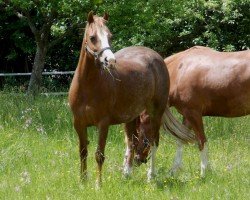 broodmare Tyngwndwn Bossy Boots (Welsh-Cob (Sek. C), 2007, from Nebo Liam)