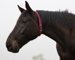 Pferd Fiepes Boy (Mecklenburger, 2013, von Fiepes Winged xx)